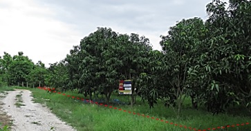 ที่ดินเปล่า โครงการสวนเกษตรหริภุญชัย 2 (ปิ่นอนงค์) ลำพูน