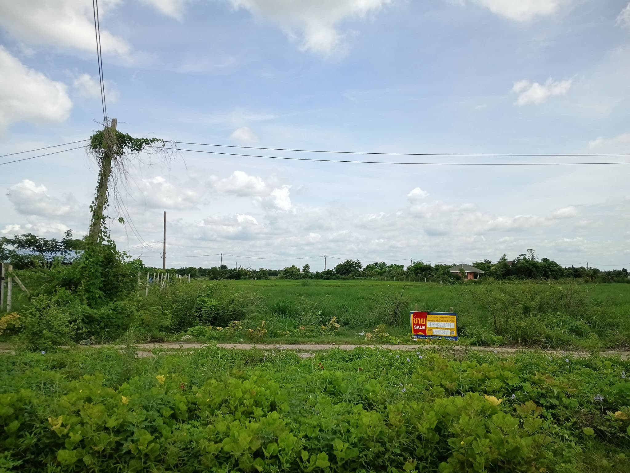 IMG_20250617_111356.jpg