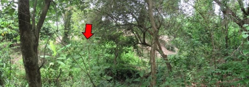 full_20200610110302.jpg
