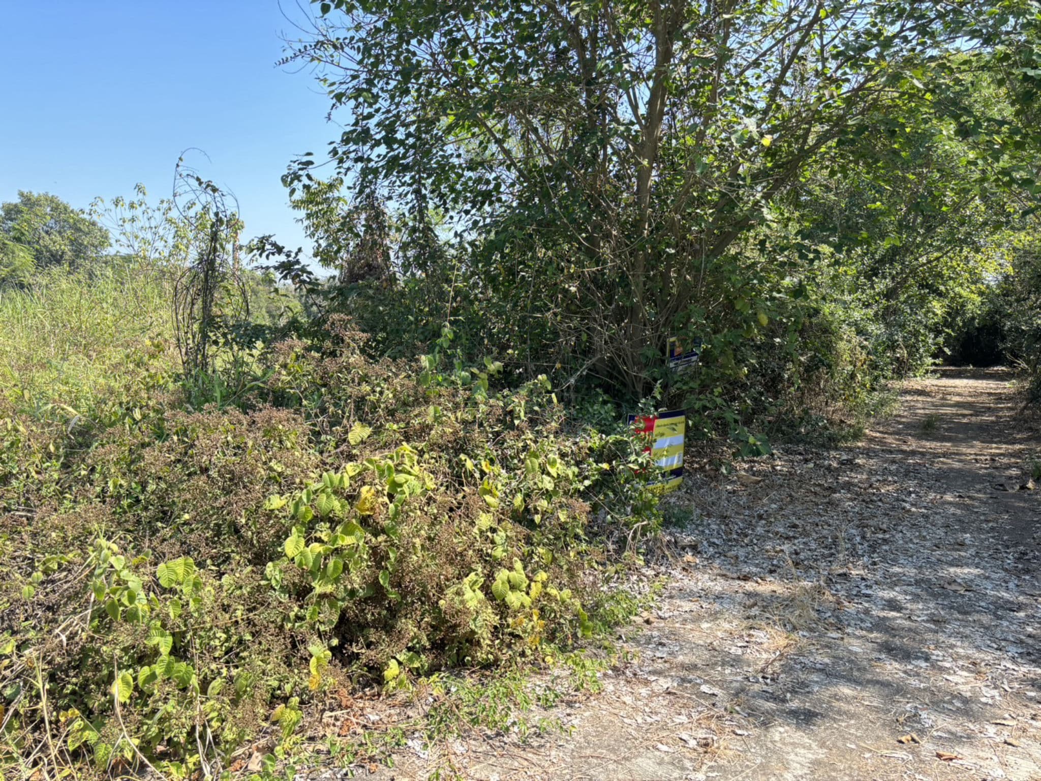 39538 4.jpg