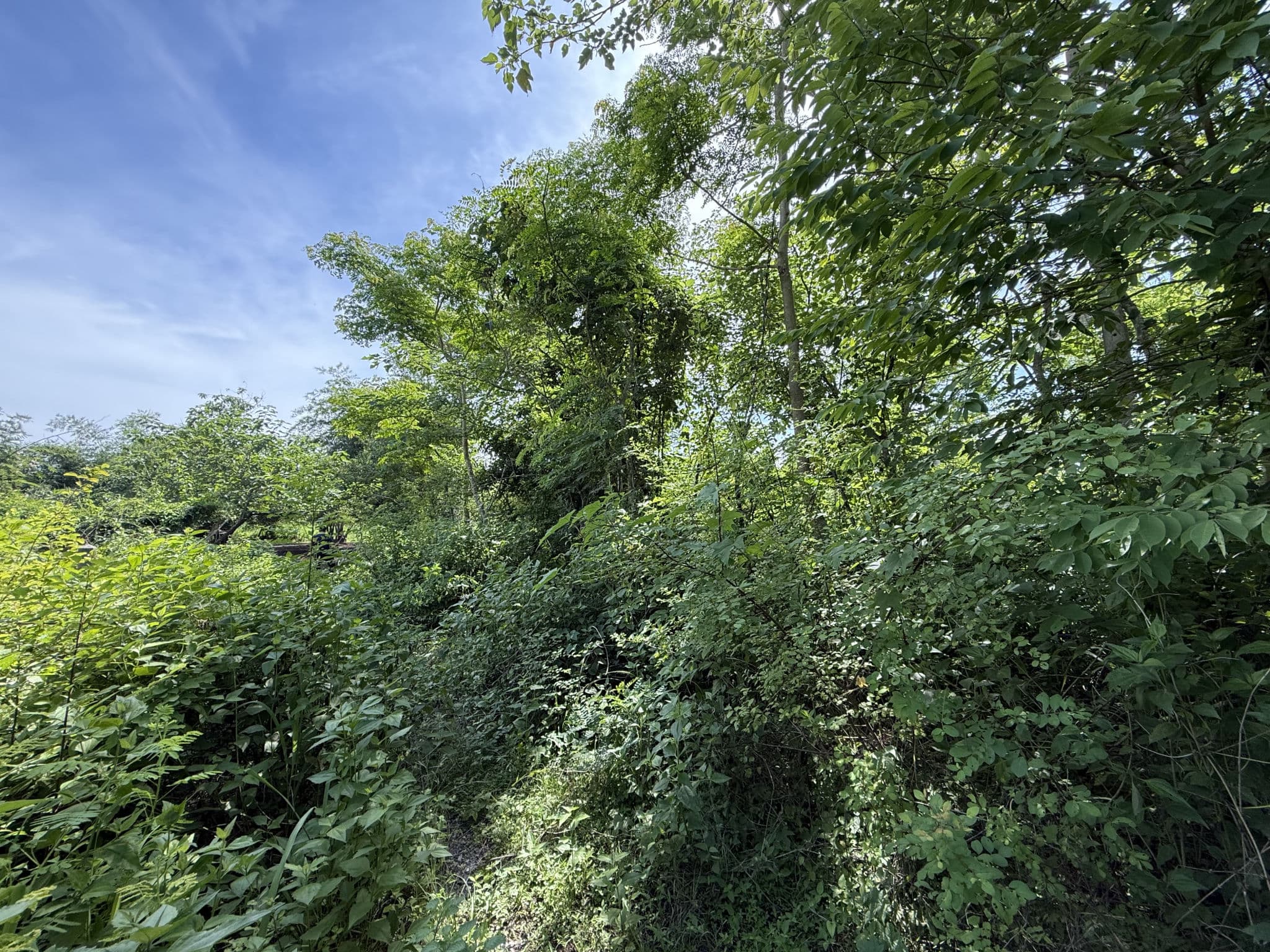 IMG_8565.JPG